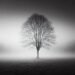 A lone, skeletal tree emerges from a veil of thick mist, its branches reaching silently into the pale sky. The surrounding field fades into obscurity, evoking stillness and solitude in this haunting monochrome moment.